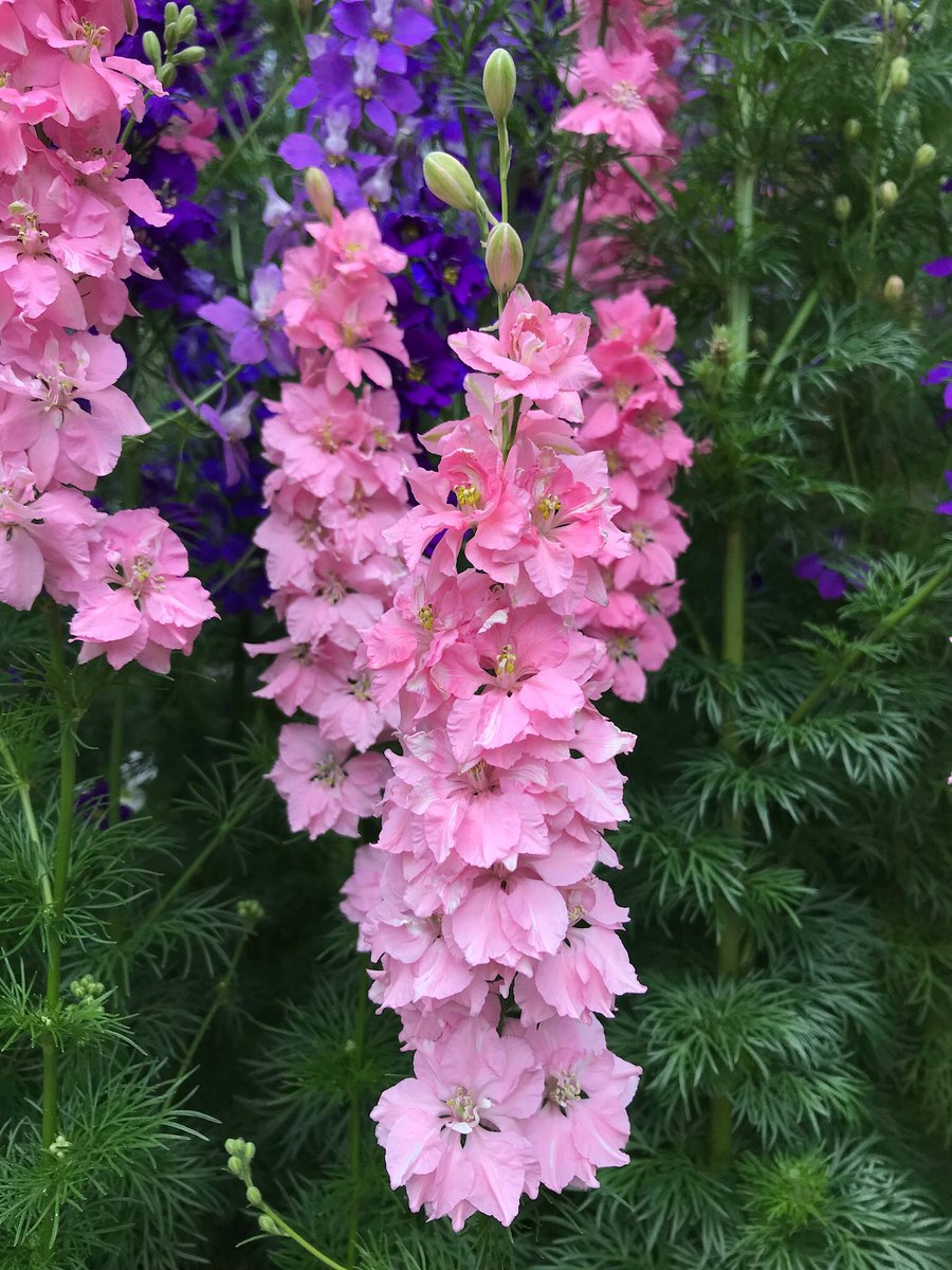 TexanInOz's tweet image. I love Larkspur! Consolida ajacis Flowering now @RBGSydney in the Palace Garden Easy to grow #SeedAnnual plant seed in fall #Ranunculaceae
