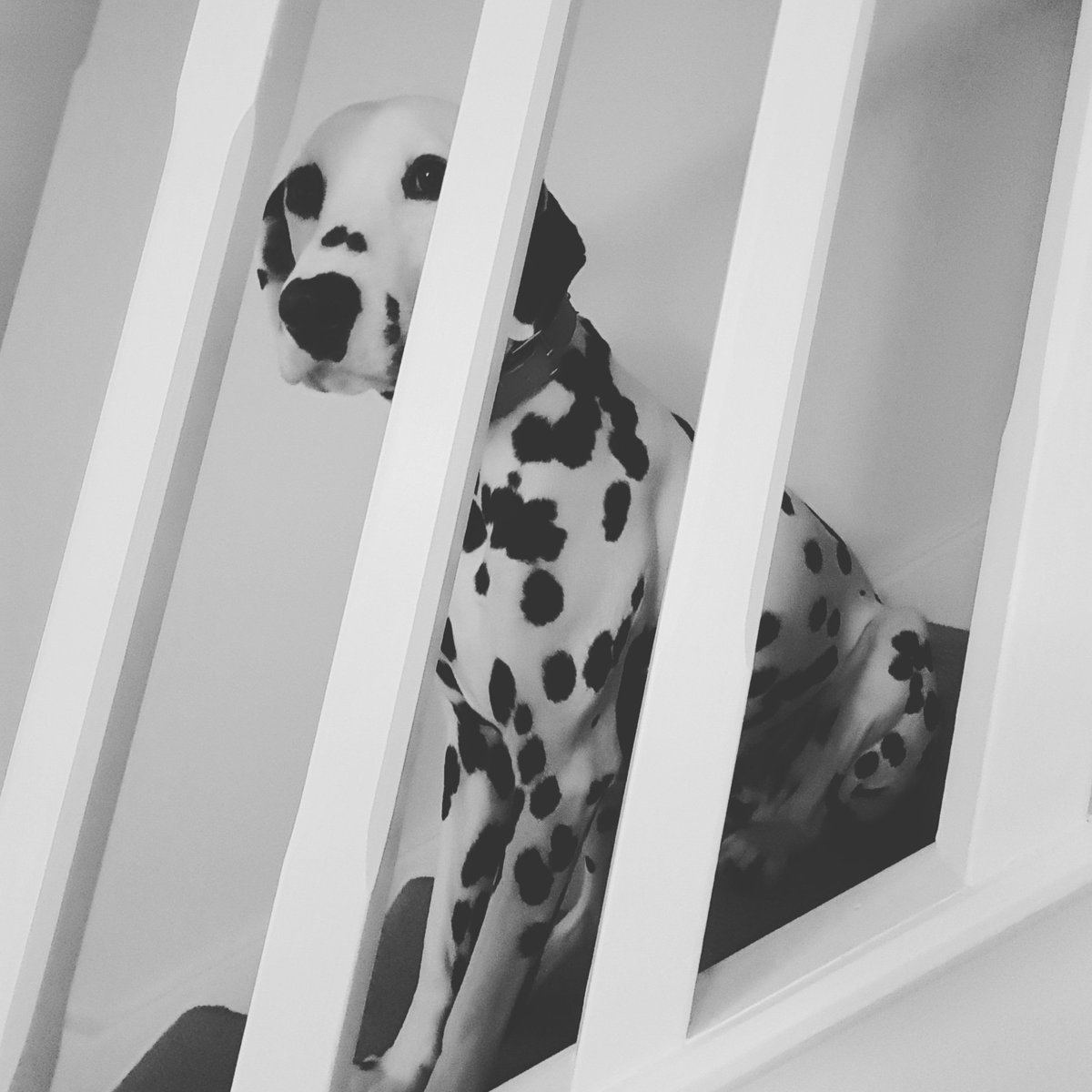 LukeStephens3's tweet photo. Radley Loves Doing A Little Bit Posing! ๐ถ๐ท๐#Radley #Instradog #Dalmatian #SoMuchLove https://t.co/bZgzfw4V6M