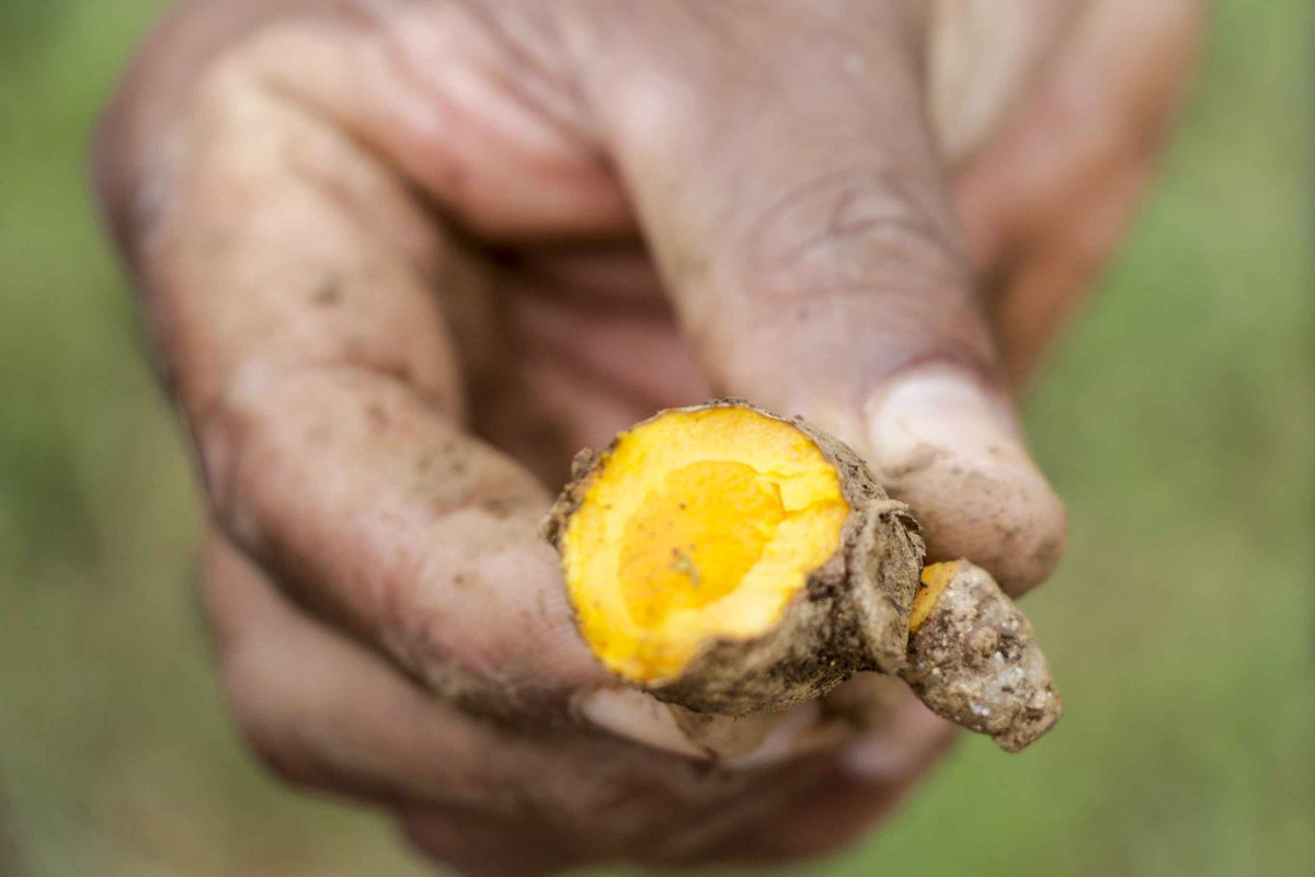Doug_DeVos's tweet photo. Farm in Cambodia where Tumeric grows for Next Generation #DoubleX. Great sales across @AmwayUS and @AmwayJapan - more markets soon! #Amway https://t.co/mu4thmLJgs