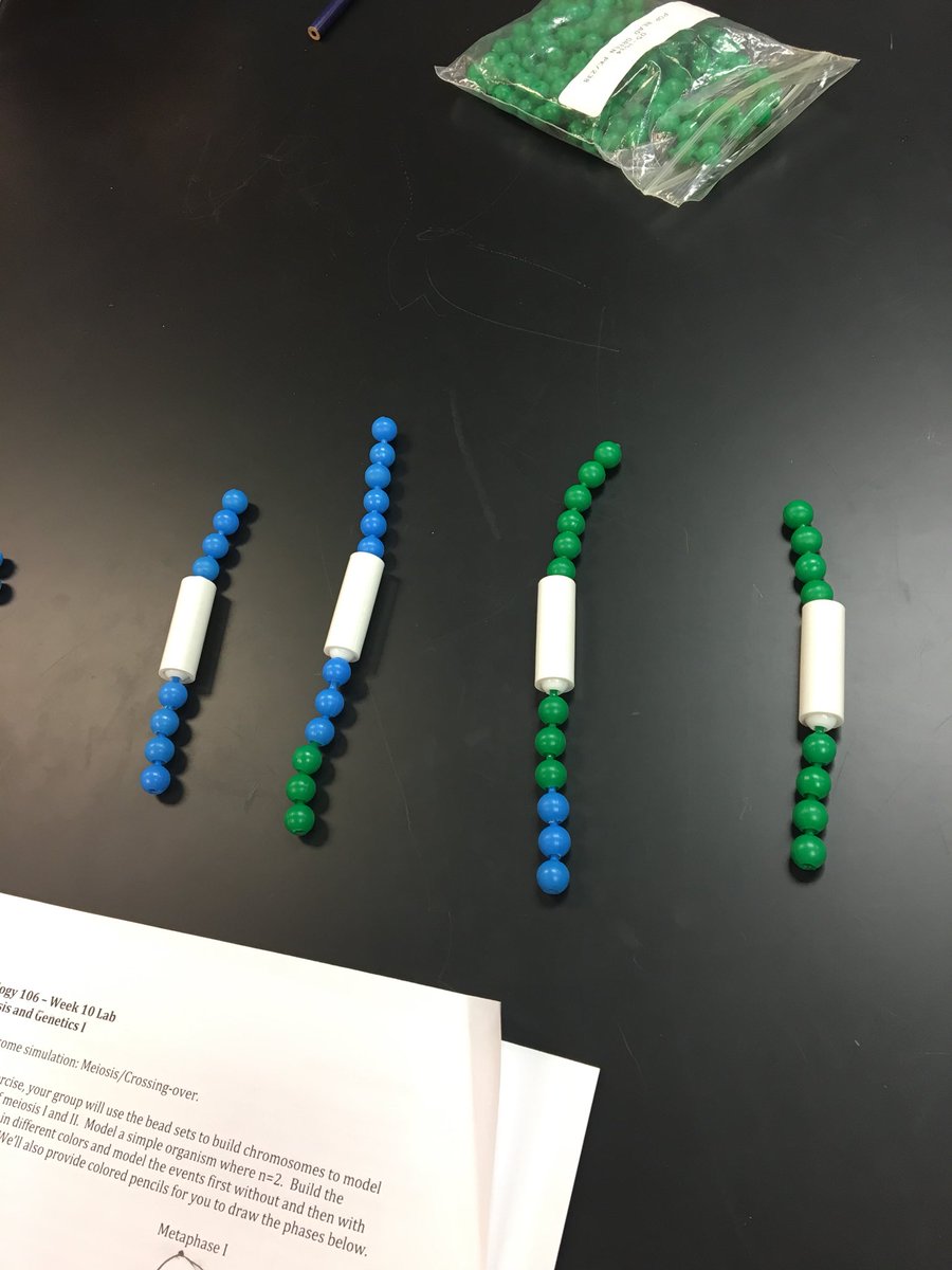 Michaela122898's tweet photo. Crossing over occurs during prophase 1 of meiosis. @UNKBiol106CW #106F17week11 https://t.co/cmsELaV9Ql