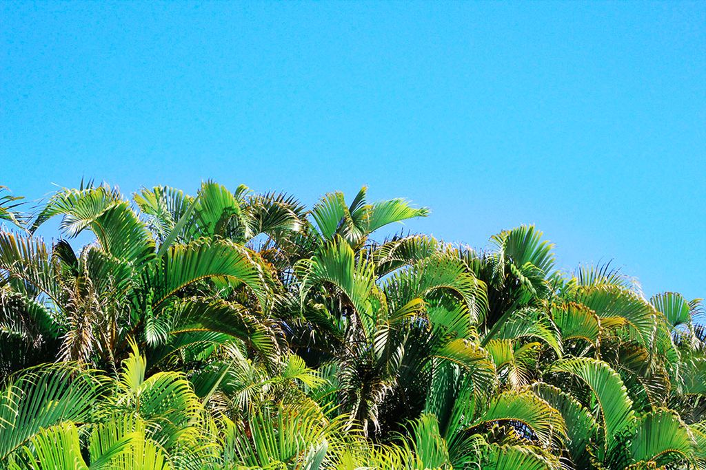 alohahitours's tweet photo. Happy #alohamonday from the lush #Windward side of the island. Book your tickets for our Circle Island Tours to see the beauty for yourself! https://t.co/KgZIxlBwwp