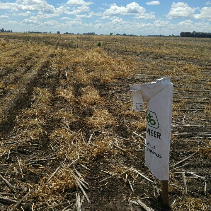 Dealers_Pioneer's tweet photo. Continuamos con los #StripTest de los #NuevosHíbridos en el #Sudeste #Maíz #Leptra #Intrasect https://t.co/2OPiyBHZkq