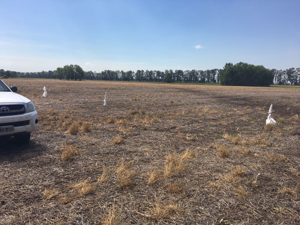 Dealers_Pioneer's tweet photo. Continuamos con los #StripTest de los #NuevosHíbridos en el #Sudeste #Maíz #Leptra #Intrasect https://t.co/2OPiyBHZkq