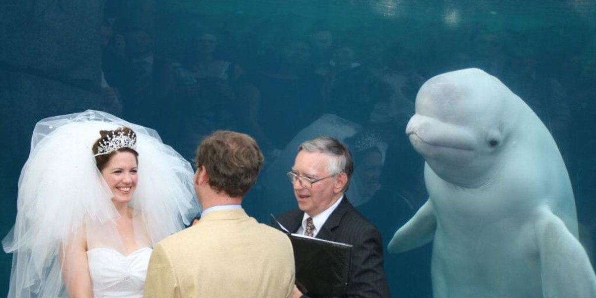 수족관에서 결혼식을 올렸다가 이런 사진이 찍혔다
 huffp.st/UntpPSf