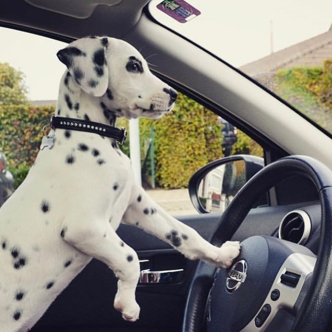 DesignatedDog's tweet photo. Fire trucks and the family sedan, no problem! #dalmatians #designateddog https://t.co/40YUqKNG00