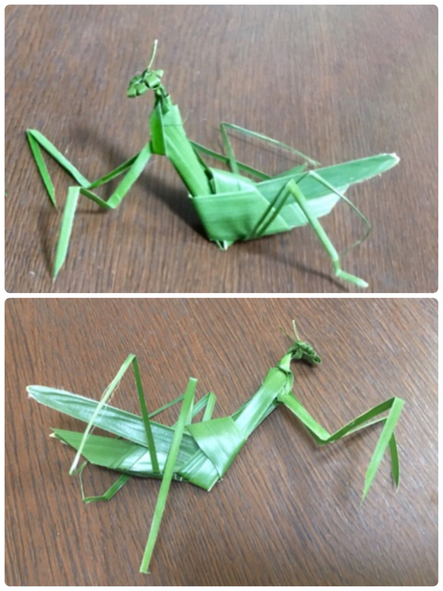 Inori シュロの葉のカマキリです こちらはシュロバッタを元に私が考えました まだ 試作中なので腕の作り方が最初の二枚と後の二枚では違います 一応最初のカマキリの作り方はこちら T Co 2zvqiccuka 少し分かりにくいかも 後の二枚は
