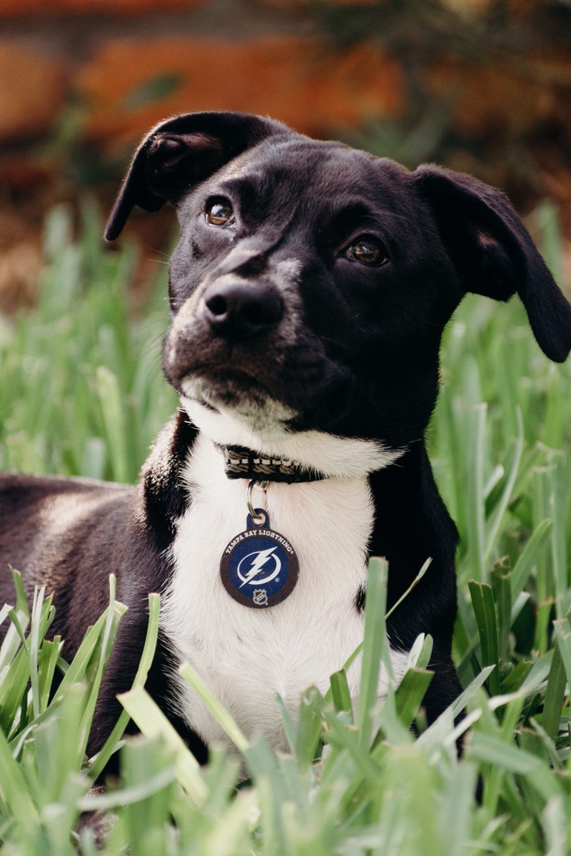 MichaelaKenn03's tweet photo. @TBLightning Furriest fan! #GoBolts #Hondafansolute #boltssocial #bethethunder #bolts25 #CBJvsTBL https://t.co/8rTI4Gs2D4