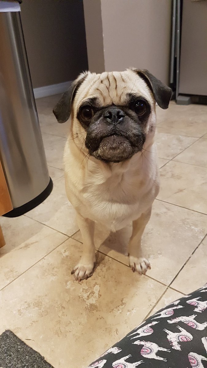 Airforcepugs's tweet photo. Please throw the raspberry, pretty please #orbee #raspberry #winstonsfave https://t.co/HGNuYxco5W