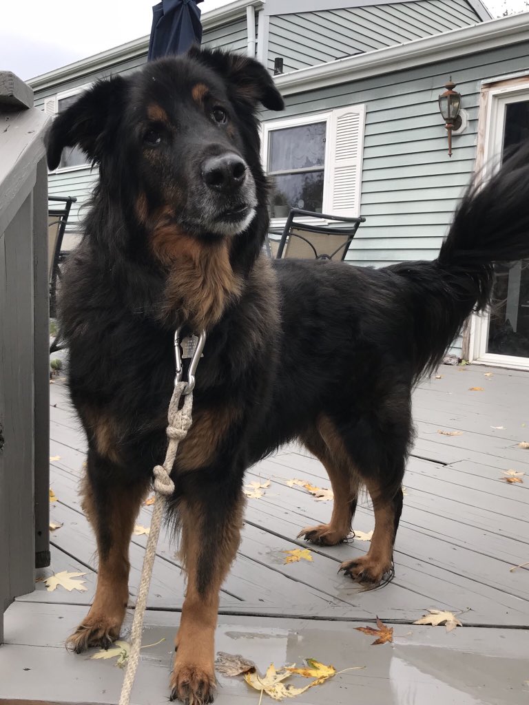 ThatChickClaire's tweet photo. @Co_Mill Wait this isnโt a question but I asked my dog who was handsome and took this picture and I want you to see #askcomill https://t.co/abDBVU4A89