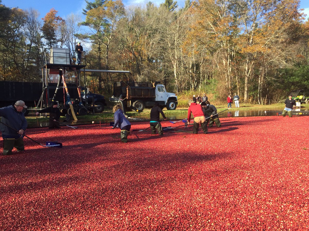 Mayflowercran's tweet photo. Harvest 2017 is a wrap. As Bill Belichick would say “We are on to 2018” https://t.co/fktIcAzQWk