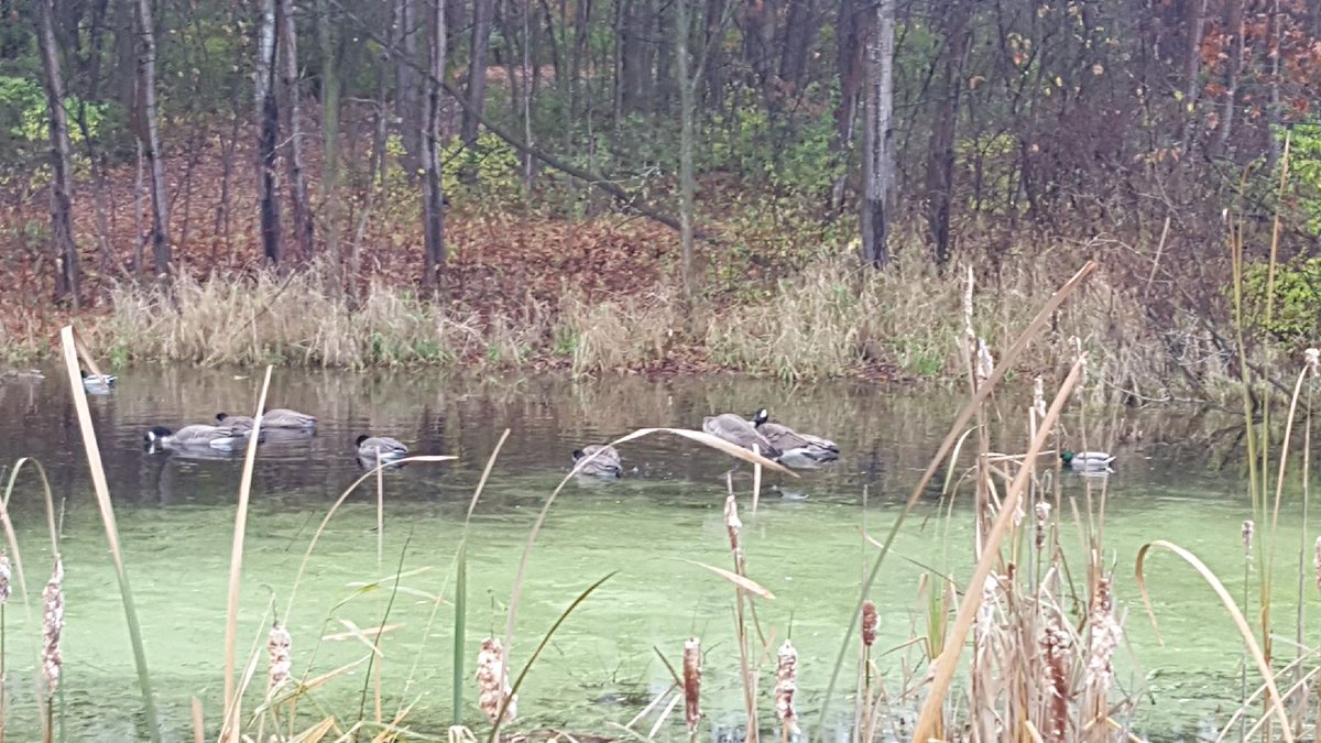 ELAC_advisory's tweet photo. Family Nature Club.   Hope you can join our next one Saturday December 2nd 10-11am at Jeffers Pond 
#ELAC_ADVISORY #weareplsas #NaturePreK https://t.co/joUTzn1sBw