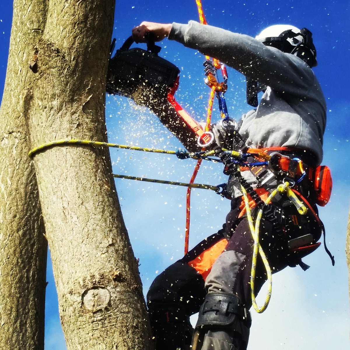 When a silky just won't do. Grab a <a href="/STIHL/">A. STIHL AG & Co. KG</a> #TreeSurgery #TreeSurgeon #arborist #picoftheday