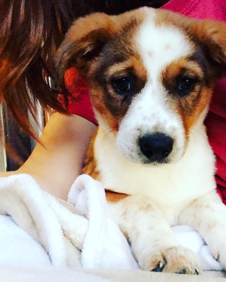 roxieladie's tweet photo. New granddog https://t.co/SWc0zis3qr
