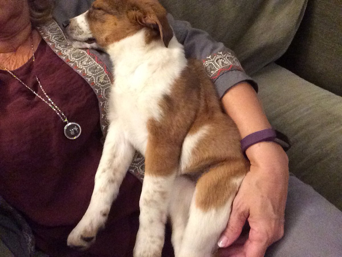 roxieladie's tweet photo. New granddog https://t.co/SWc0zis3qr