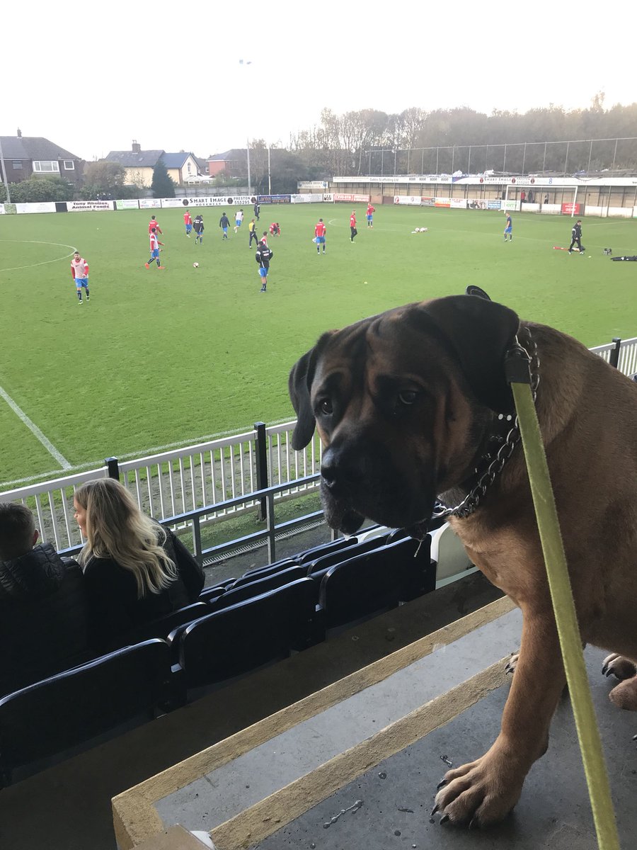phildoughts's tweet photo. @nonleaguedogs Bear enjoyed @BamberBridgeFC 3-1 against tadcaster today ⚽️ #upthebrig https://t.co/hkdXv8qOzE