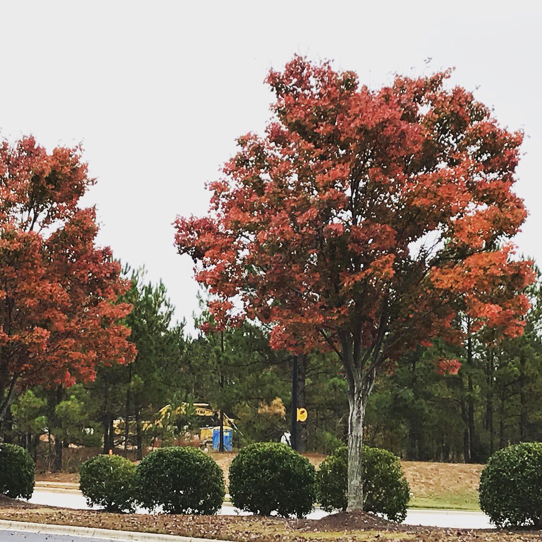 _moobies_'s tweet photo. Itβs finally βFallβ in the South. Happened like, yesterday. #thatquick #autumn #dirtysouth #prettysouth https://t.co/GB6xb7wSMM