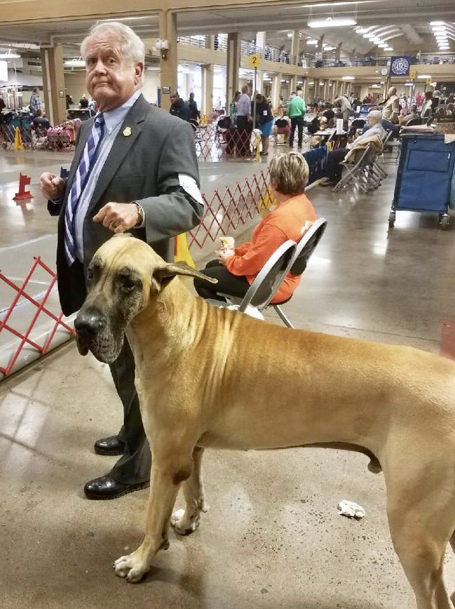 ChilhoweePark's tweet photo. There are literally hundreds of different dog breeds here this weekend for the Great Smoky Mountain Dog Show! 🐾 #knoxdogs #knoxrocks https://t.co/6H9TLfGBqt