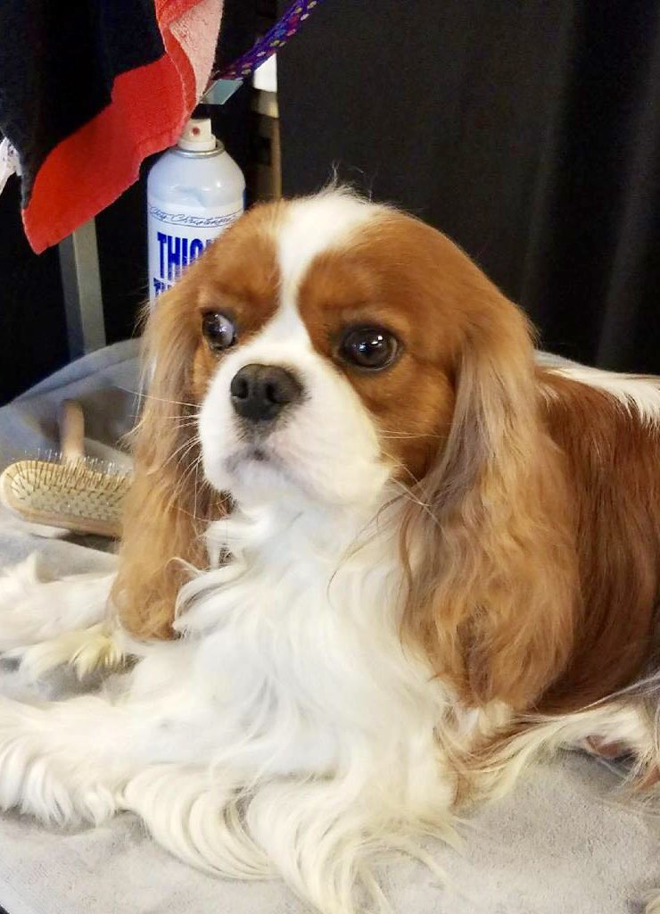 ChilhoweePark's tweet photo. There are literally hundreds of different dog breeds here this weekend for the Great Smoky Mountain Dog Show! 🐾 #knoxdogs #knoxrocks https://t.co/6H9TLfGBqt