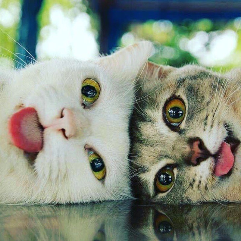 catsnkittys's tweet photo. That's it! no more cat nip! 🐱🐱 https://t.co/55omt0Xym5