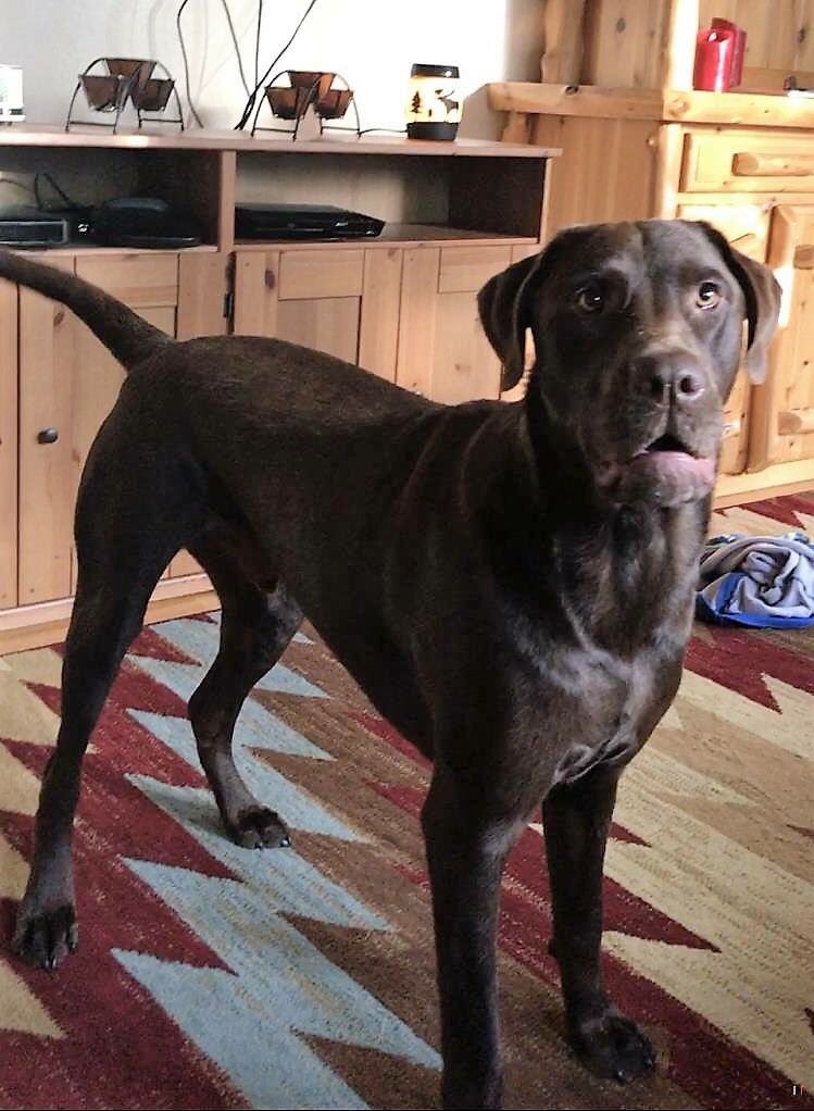 AlyHemberger's tweet photo. Our pup is still missing! Last seen near little six casino on 11/3 @ 11:00pm! His name is Thor and he is very friendly! Anything helps! https://t.co/nZTK00zSHC