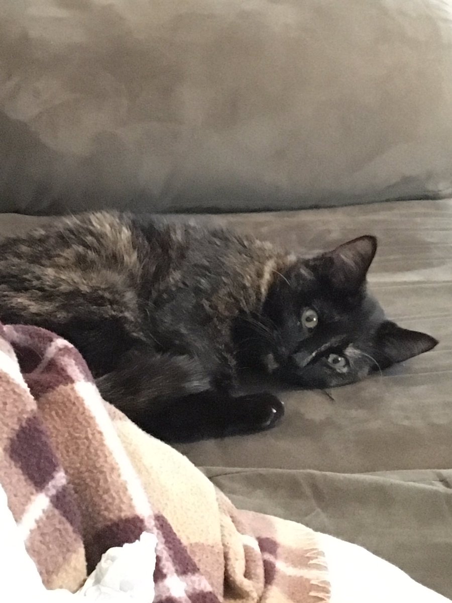 KiaraCowell's tweet photo. When you've seen some fucked up shit go down at the shelter 😳🙀 https://t.co/qI3pKYJXq6