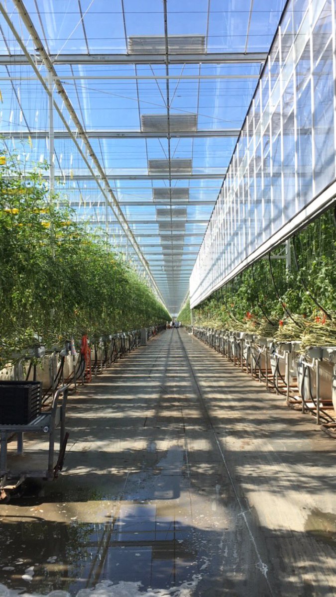 805foodie's tweet photo. 2nd stop #VCfarmday: scheduled tour at @Houwelings_ greenhouses for ๐
and ๐ฅin Camarillo @SEE_AG https://t.co/PzF1GX6foh