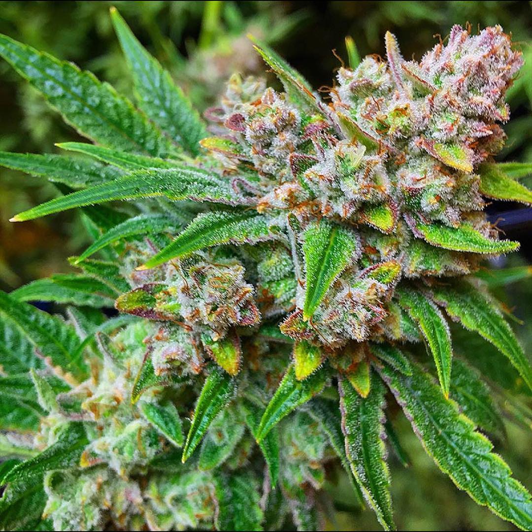 Learn About Weed tweet media