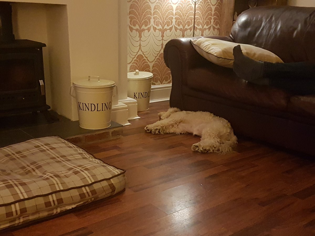 RustyCockapoo's tweet photo. All played out
#knackered https://t.co/Tnh3cel28R