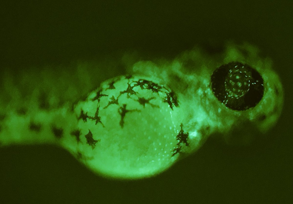 Zebrafish Husbandry Association (ZHA) tweet media