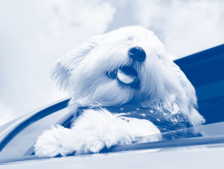 PuddleCarWash tweet picture