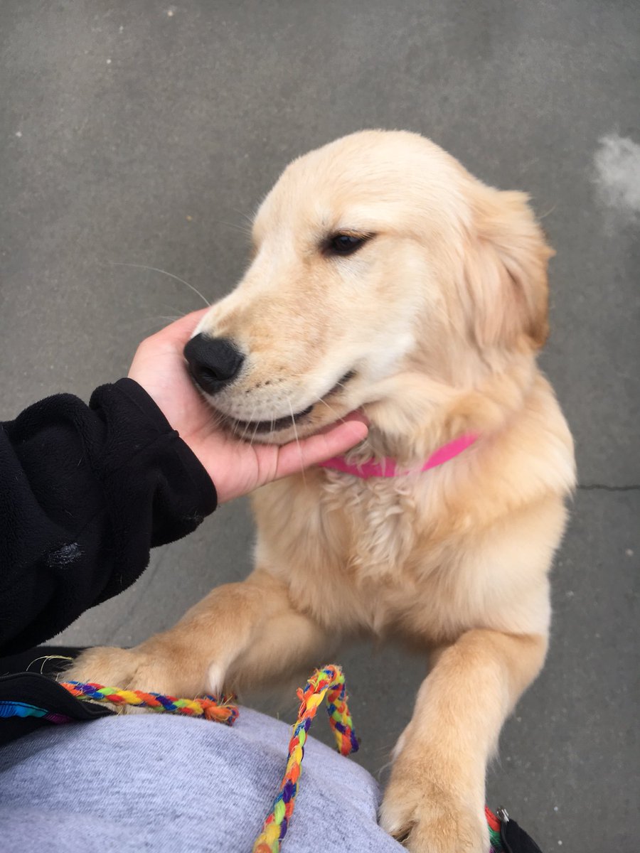 andreaaa_23's tweet photo. Pure bean alert, #workdoggo ππΆ https://t.co/p4t757fBA5