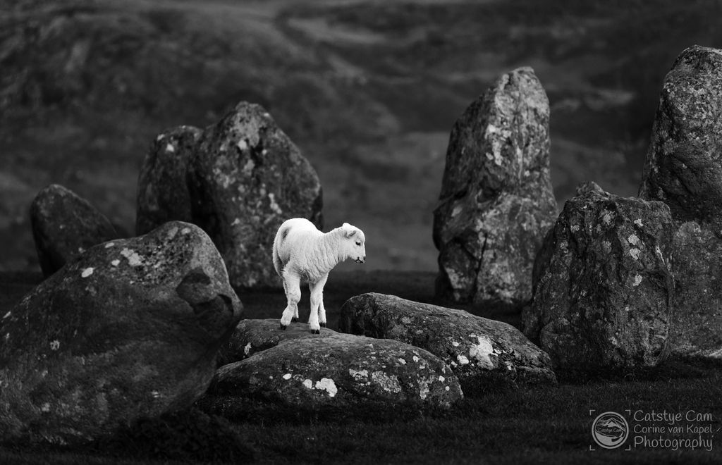 catstyecam's tweet photo. 7 days black and white photos, no people no comment #day5 #zwart-wit #catstyecam #blackandwhite #photography https://t.co/Bv6WtqW6e2