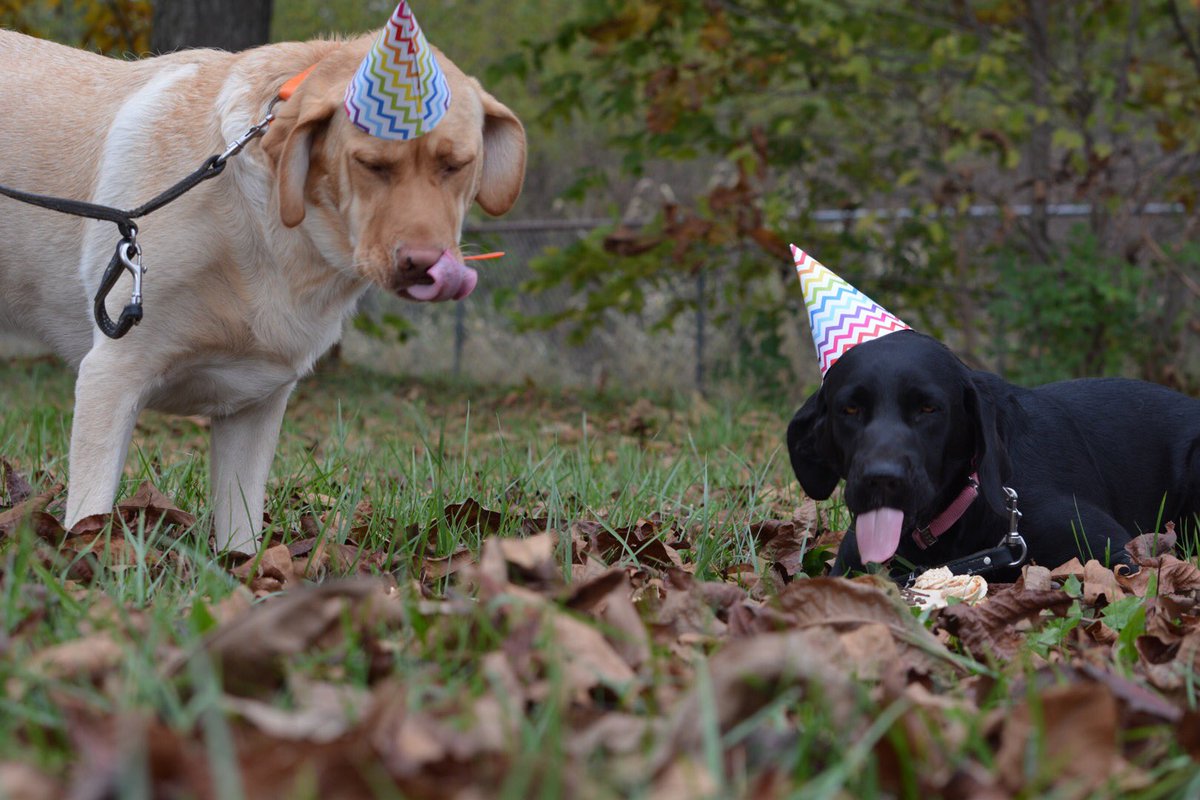 SteadZonda's tweet photo. Shelby and Logan celebrating their 3rd birthday! @threedogindy https://t.co/e7ZVT4DJ45