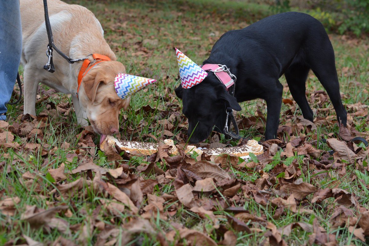 SteadZonda's tweet photo. Shelby and Logan celebrating their 3rd birthday! @threedogindy https://t.co/e7ZVT4DJ45