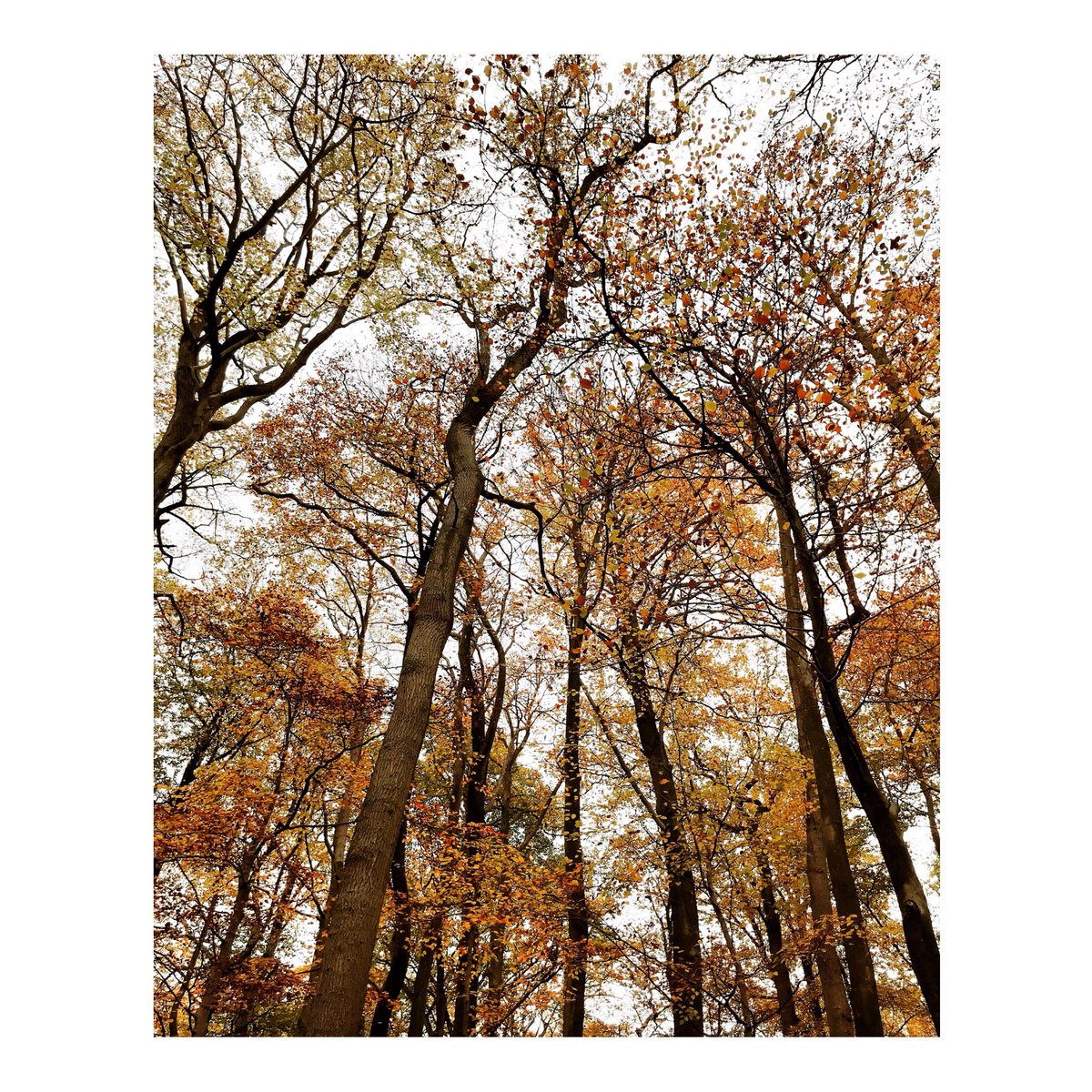 Autumn explosion 🍂