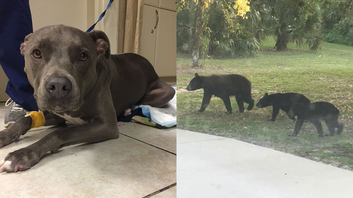 Dog survives attack by 3 bears at Big Cypress Indian Reservation bit.ly/2hFhod9?utm_so… https://t.co/1abOeKuoPs