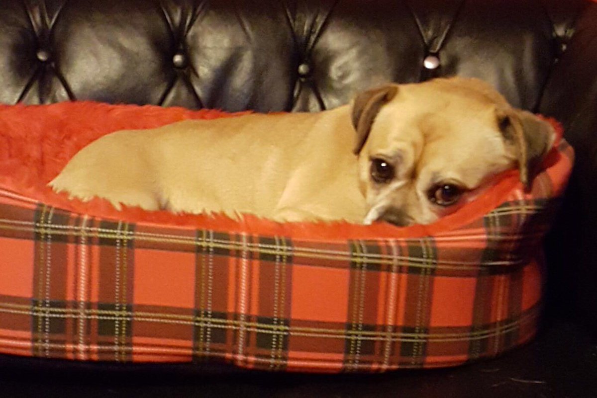 MoolayShibe's tweet photo. New bed #beenontwitterbreak https://t.co/15wsJyr64u