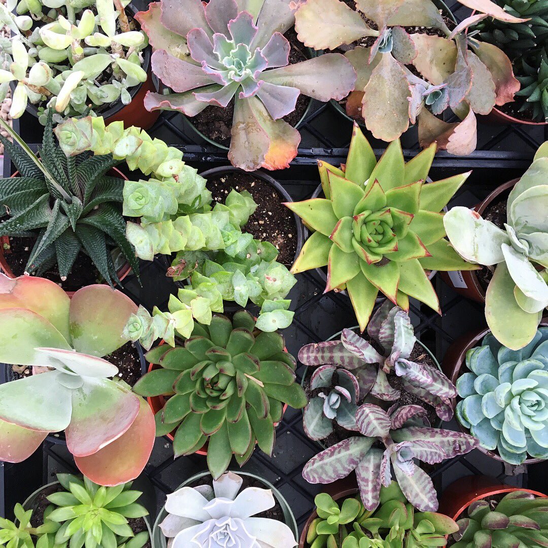 Buchanan�s Plants (buchanansplants) Twitter