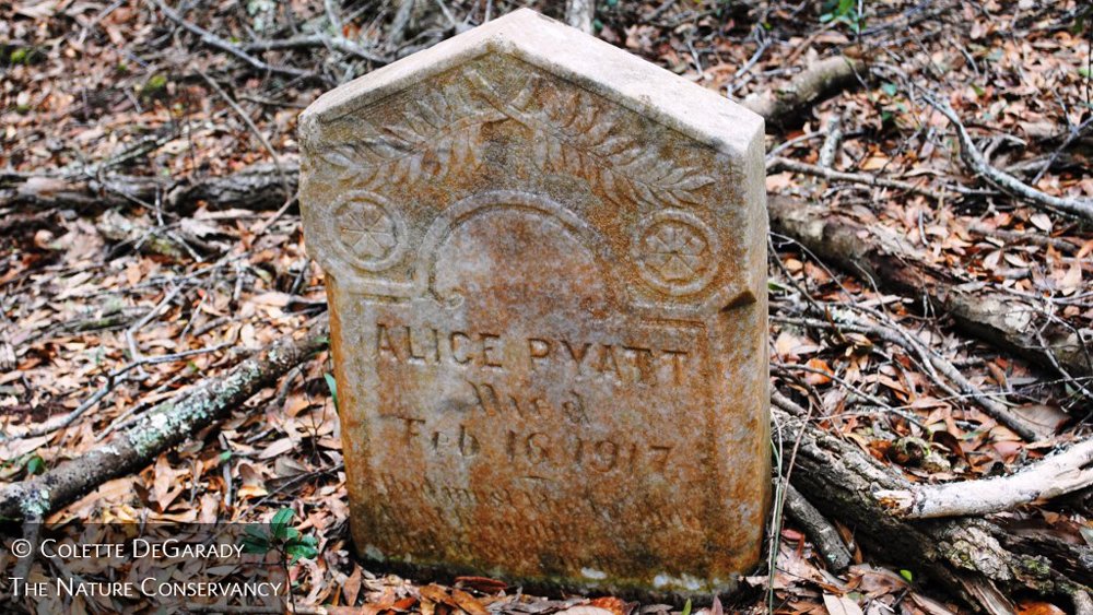 nature_org's tweet photo. Conservationists use fire to restore forests and to reveal &amp; honor historic slave cemeteries for their descendants. https://t.co/aYVlBqVgAy https://t.co/U24bUWeYE4
