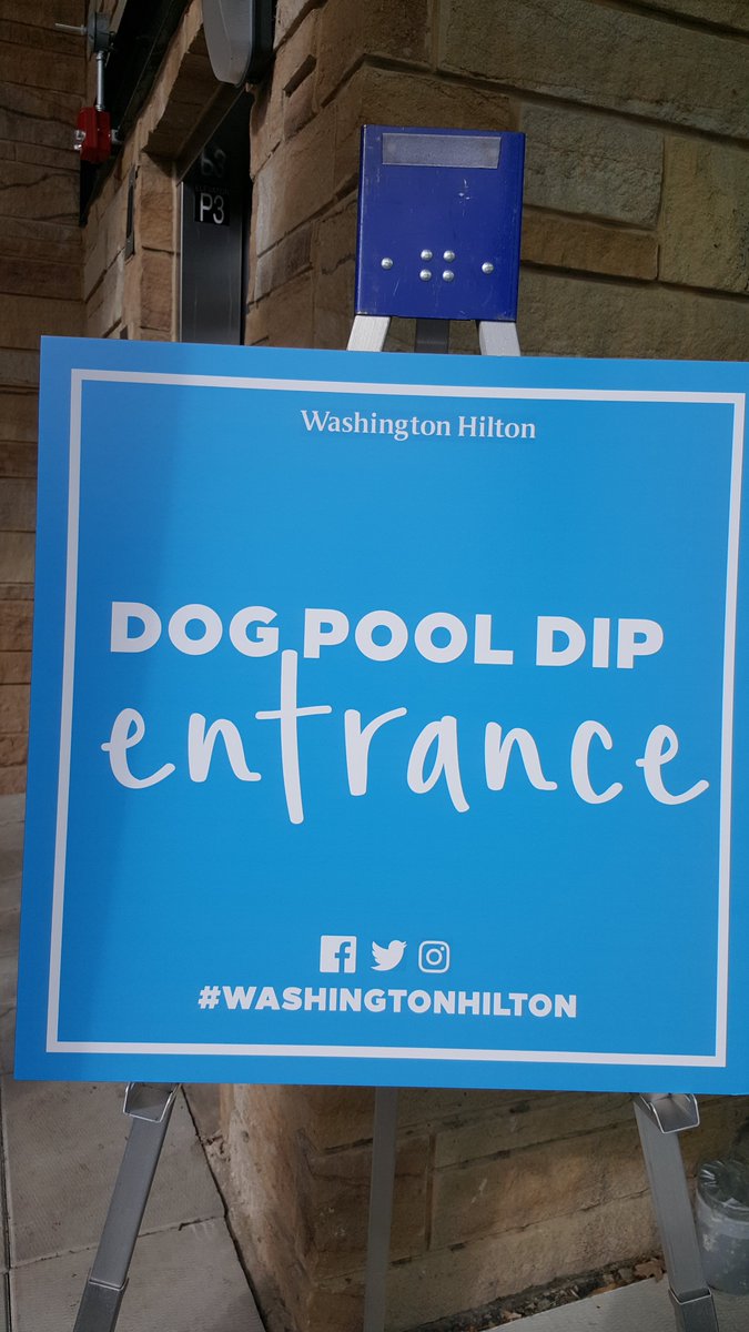 SmallDogWonders's tweet photo. Doggie Dip Day in @washingtondc was a blast!  Many frineds went swimming, but I hit the record of swimming for an hour! #smalldogs https://t.co/GDHLNFWwYU