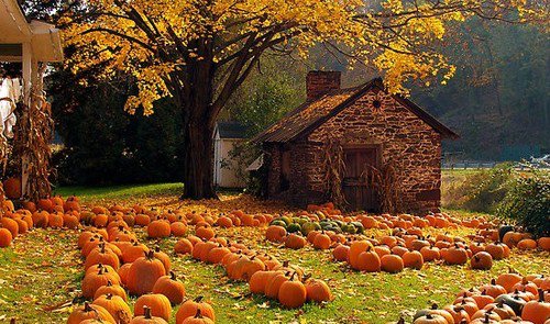 SixPersimmonsAp's tweet photo. Enjoy our Fall Newsletter! https://t.co/zQeMSrwKys 
#cold #influenza #hairloss #microcurrent #coldnip #supremeimmunetonic https://t.co/or8cyLVUvX