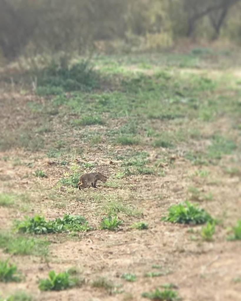 BizarreBay's tweet image. We have to protect our wildlife! Not just Kraken and Sea Serpents, but the little guys too!
.
📷: Photo and caption… instagram.com/p/BbFvOPhhbRY/