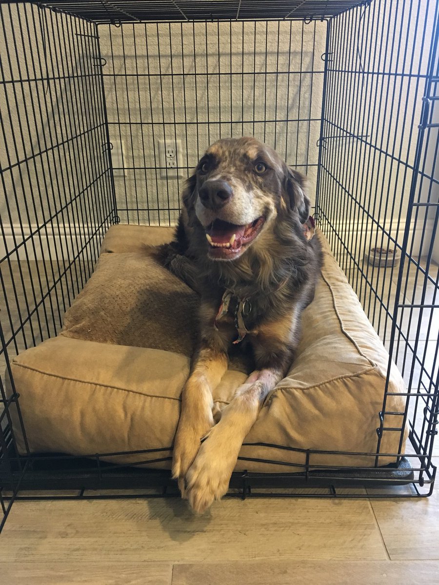 suaveswaguu's tweet photo. Jack is back home happy, healthy, and enjoying his new throne. #WrightStrong #FuckParvo https://t.co/XkItvujKrd