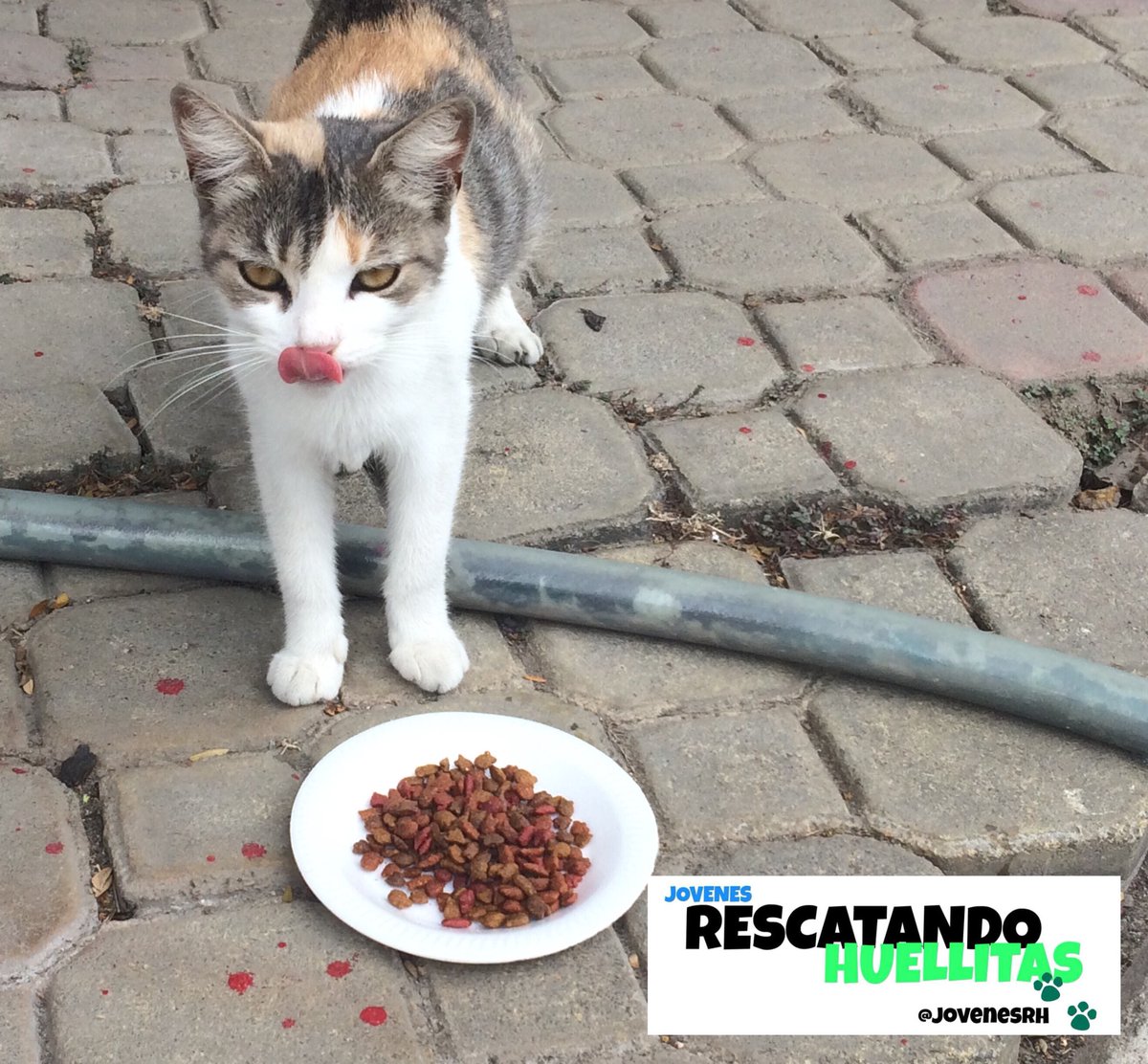 JovenesRH's tweet photo. Cuando llegan los #VoluntariosRH a darnos de comer #FeriadoFelino 🐱 https://t.co/iKxgQGGrz5