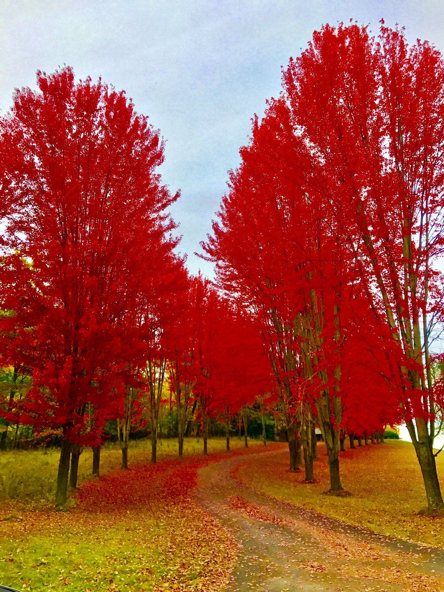 artoflove06's tweet photo. Leaf 🍃 peeping #New England. #Chasingcolor #ARTofLovePhotography exploring nature. Cell phone pic. Someone's driveway. ©ArtOfLovePhotography https://t.co/ufB9r5SwC6