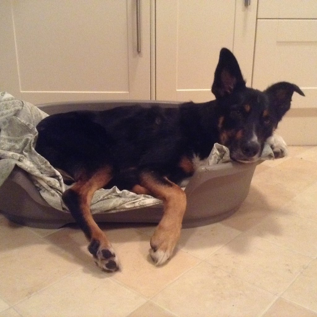 Highly recommend <a href="/ashlandsvets/">Ashlands Vets</a> #Ilkley - yet again super service today caring for our very poorly dog 👏