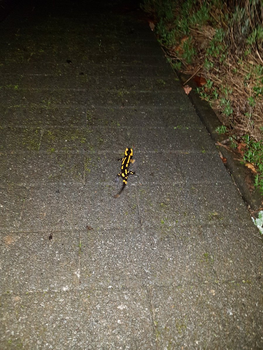 Karel_Jacobs's tweet photo. Zeldzame en mooie beestjes, die vuursalamanders. Blij er vanavond en paar ontmoet te hebben! https://t.co/69JD2BVbku