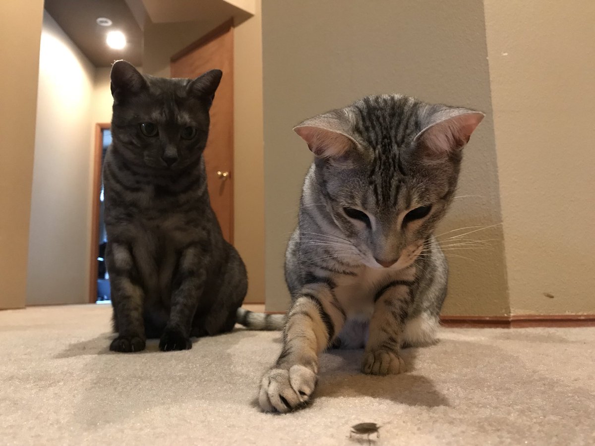 ElaineChase's tweet photo. #Caturday #BonusBug https://t.co/XvfbBe2vt6