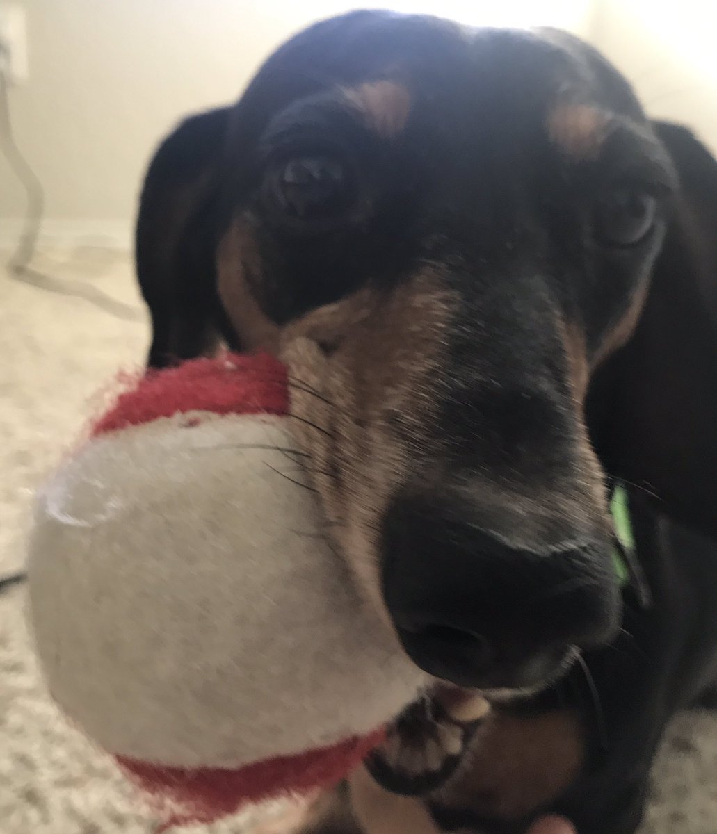 TheDobey's tweet photo. Playing with my ball today!! Happy Saturday!! ❤️🎾 #dogslife #throwtheballplease #yesiwillfetch https://t.co/FmQUVtUhdp