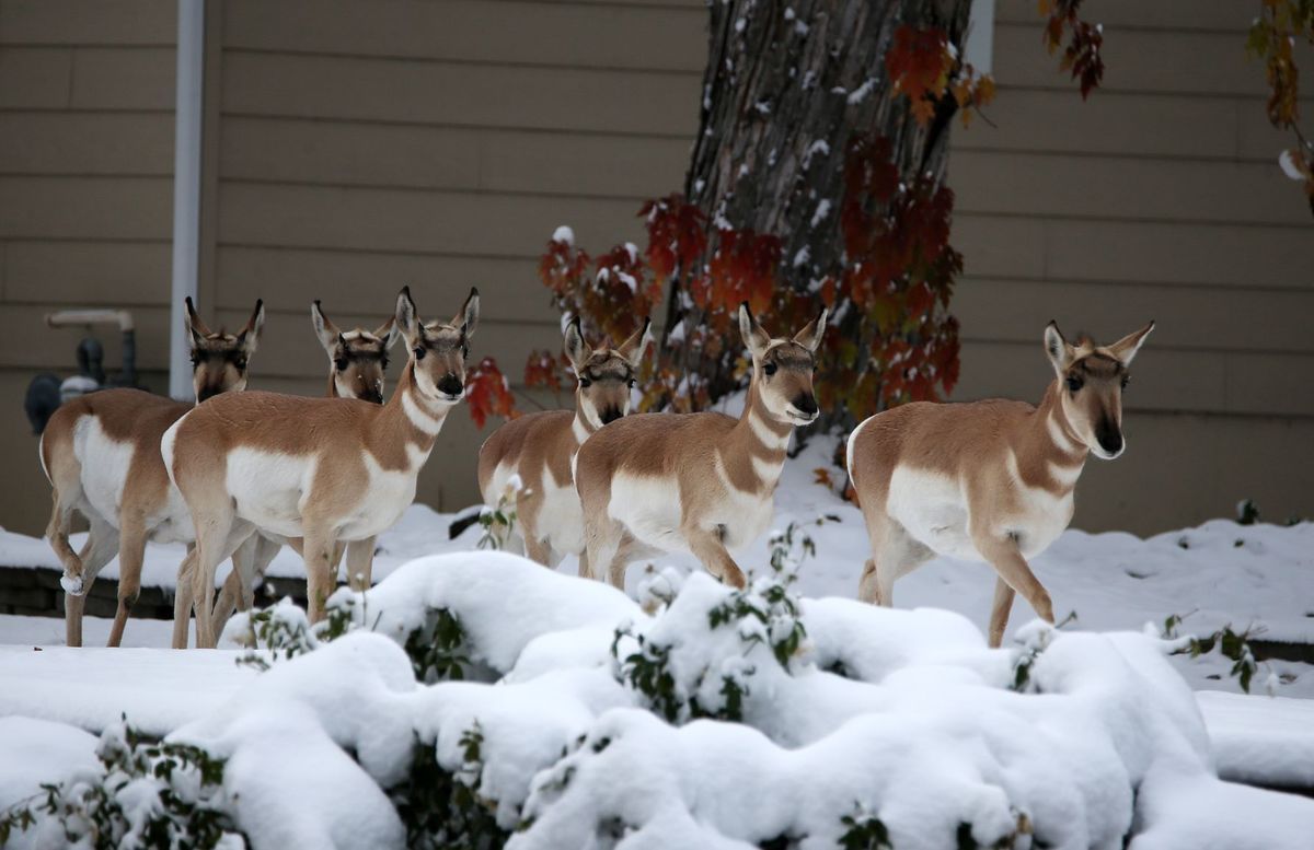 billingsgazette's tweet photo. A herd of wayward antelope took an extended stroll through Billings on Saturday. #MTwild #MToutdoors https://t.co/dd8knSGASv https://t.co/lnbNKG4DpN